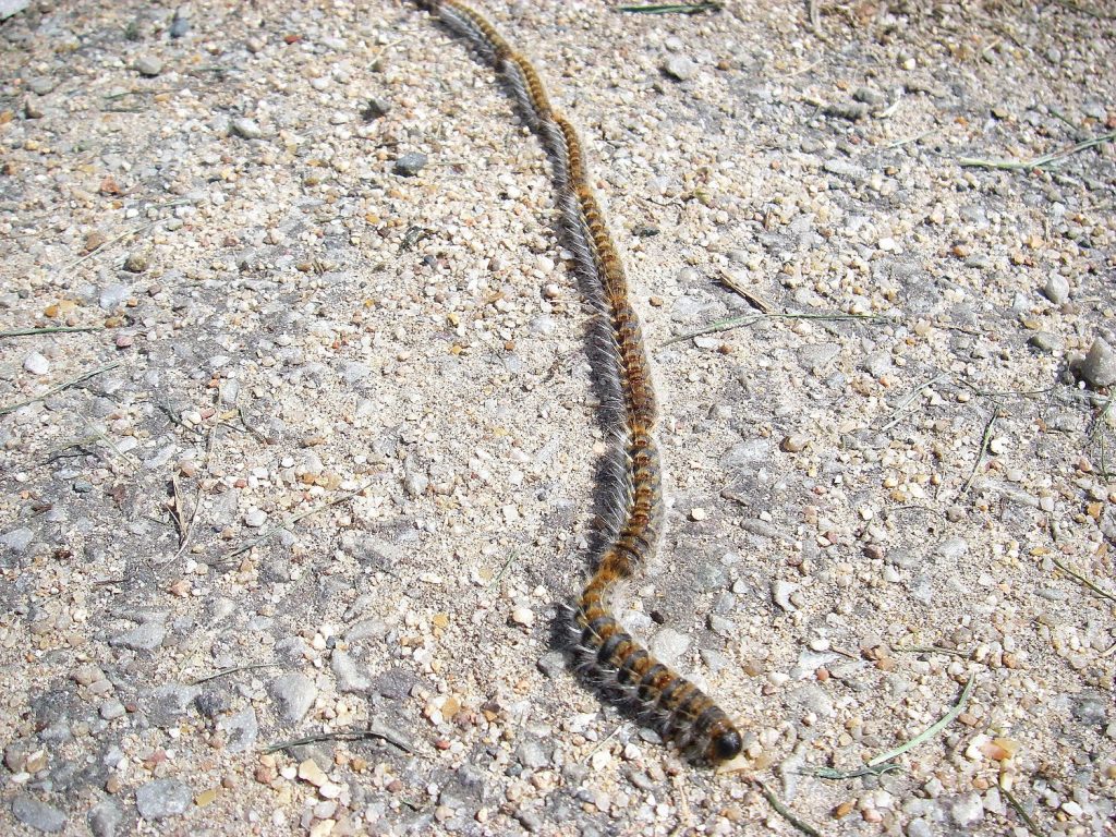 Chenilles processionnaires du pin sur l'Ile de Ré