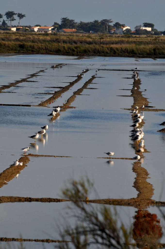 Marais salant sur l'Ile de Ré