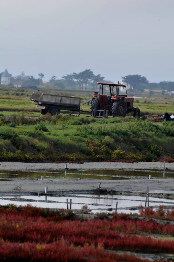 Tracteur dans le marais salant de l'Ile de Ré