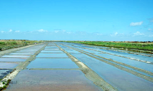 Promenade à vélo et marais salants à Ars-en-Ré